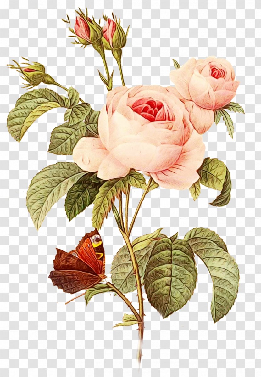 Garden Roses - Rose Family - Prickly Pink Transparent PNG