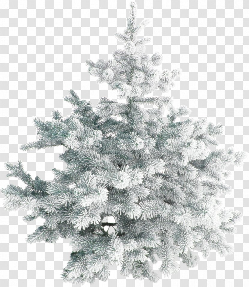 Christmas Tree Day Santa Claus Snow - Pine Family Transparent PNG
