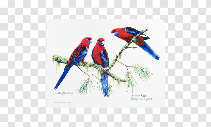 Bird Fauna Of Australia Crimson Rosella Loriini - Beak Transparent PNG