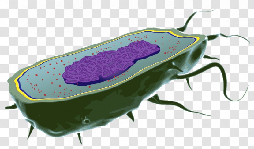 Bacterial Cell Structure Biology Organism - Capsule Transparent PNG