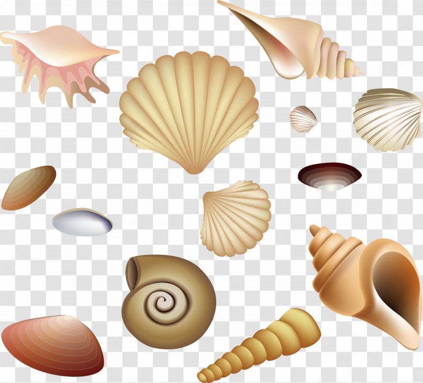 Beach - Caracola - Snails And Fairies Transparent PNG