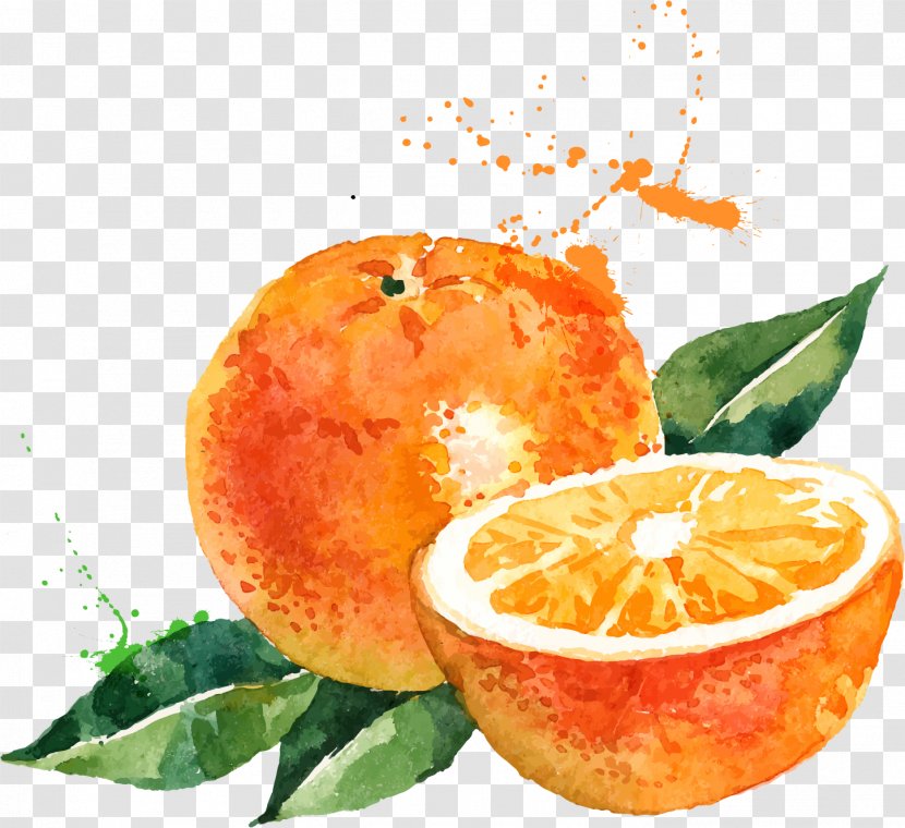 Watercolor Painting Drawing Orange Illustration - Natural Foods Transparent PNG