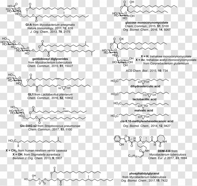 Bioorganic Chemistry Carbohydrate - Social Group - Antigen Presentation Transparent PNG