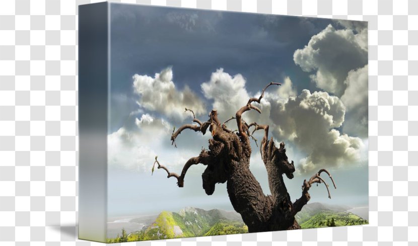 Stock Photography Desktop Wallpaper Author .ru - Computer - Tree Face Transparent PNG