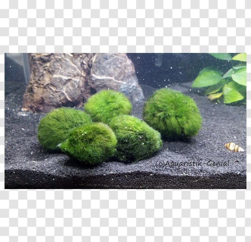 Marimo Aquarium Green Algae Aquatic Plants - Alge Transparent PNG