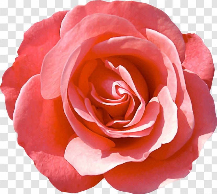 Garden Roses Flower Delbard Kutno Rose Festival - Peach Transparent PNG