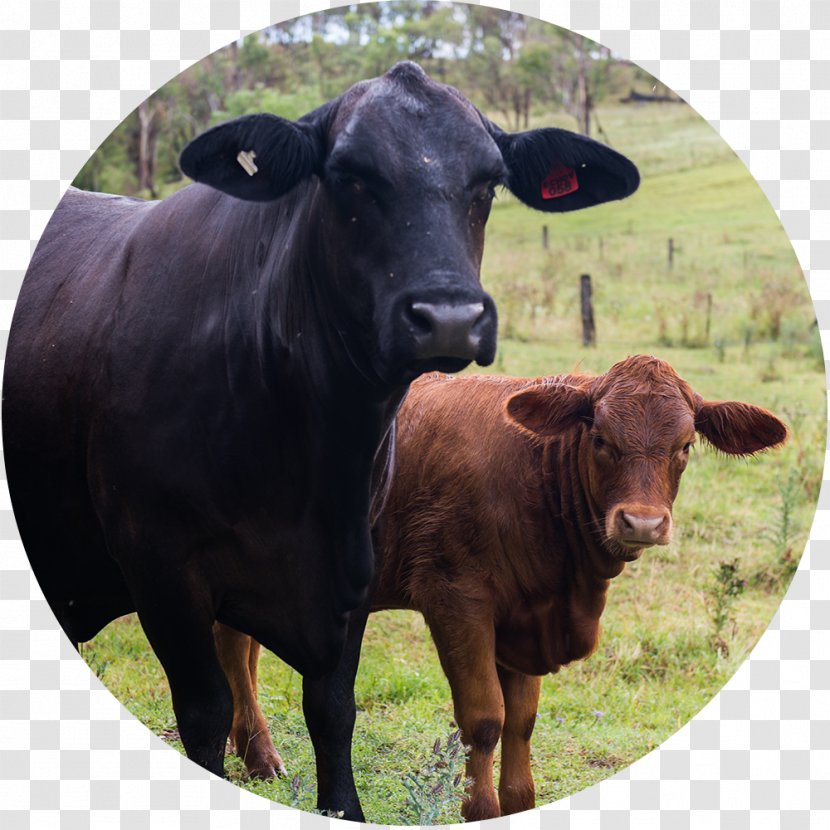 Calf Dairy Cattle Ox Bull - Pasture - Angus Cow Head Transparent PNG