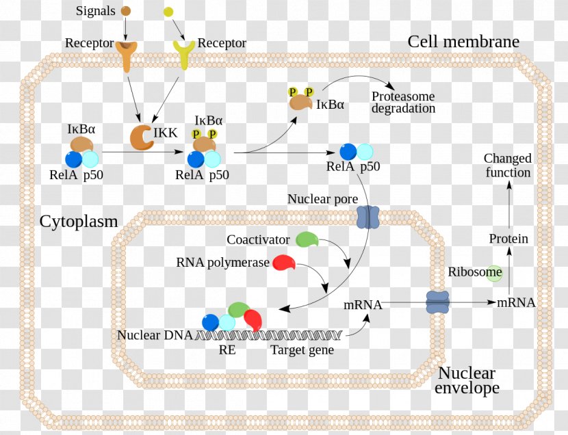 NF-κB Transcription Factor Protein Complex Inflammation Transparent PNG