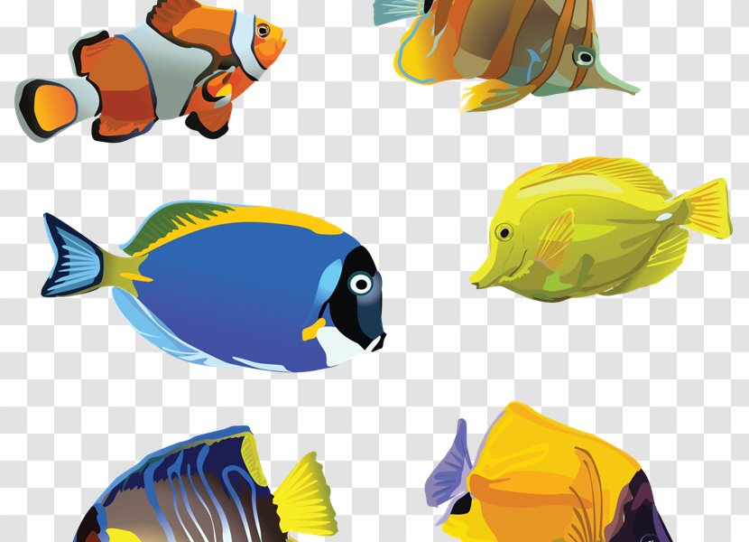 Goldfish Aquarium Clip Art - Beak - Fish Transparent PNG