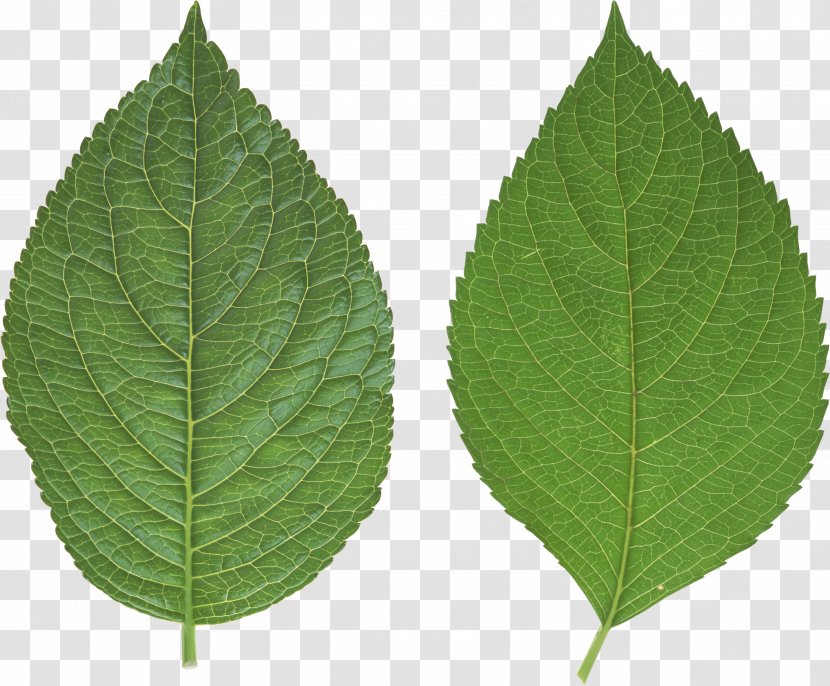 Leaf Wallpaper - Green Transparent PNG