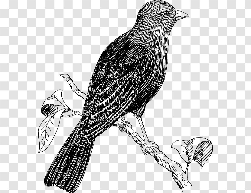 Bird Drawing Line Art Clip - Lark - Perched Raven Overlay Transparent PNG