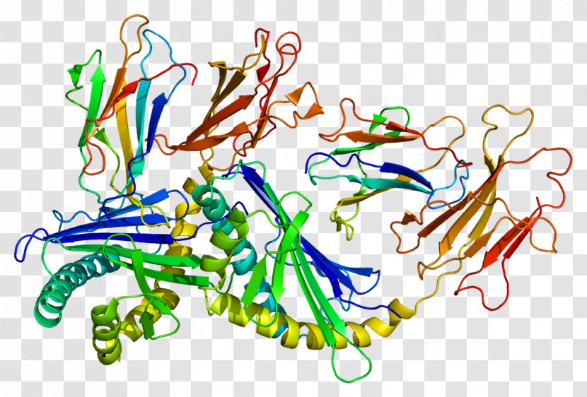 CD1D Natural Killer T Cell Sulfatide Lipid - Frame - Watercolor Transparent PNG