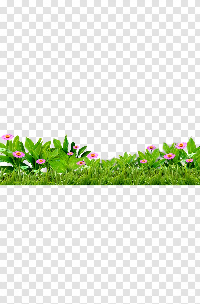 Download - Point - Grass, Flowers, Green, Flower Transparent PNG