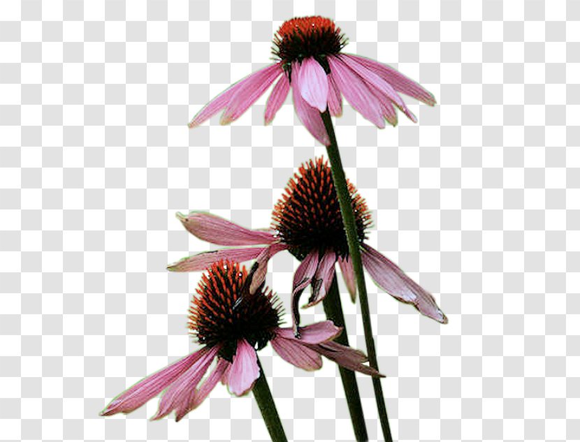 Promenade Du Peyrou Coneflower Meteorology Yr.no - Calendar - Purple Transparent PNG