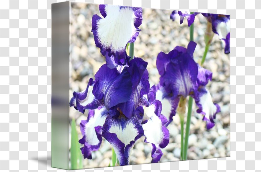 Irises Gallery Wrap Troutman Art Canvas - Iris Family - Watercolor Transparent PNG