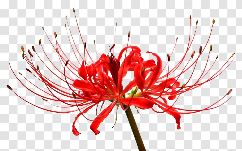 Red Spider Lily Surprise Bulb Lilium Kinchakuda Transparent PNG