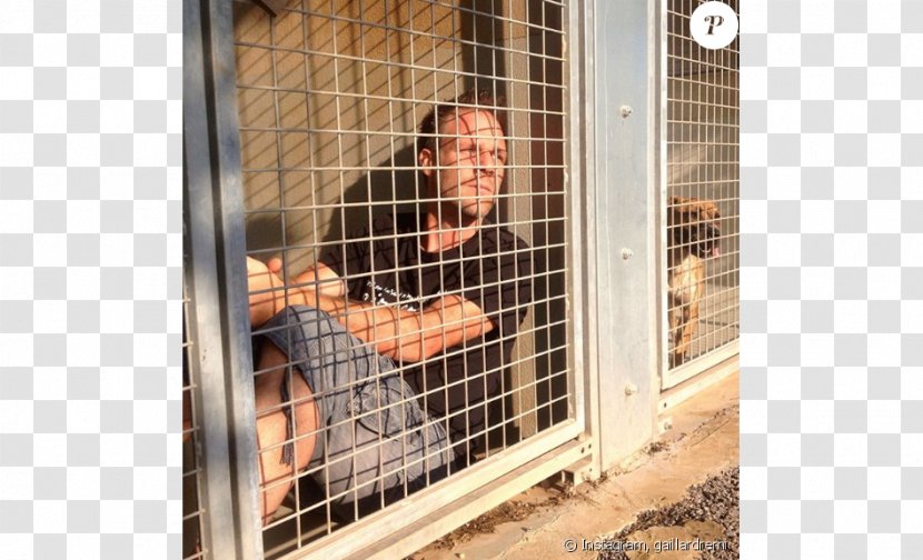 Dog Crate Cage Animal Shelter Cat - Montpellier Transparent PNG