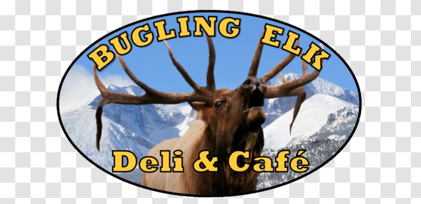 Cattle Elk Antler Wildlife - Deer - Bugling Transparent PNG