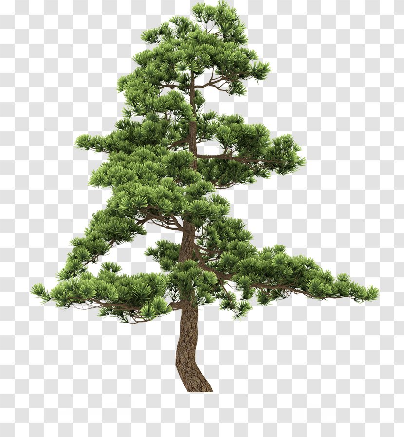 Fir Pine Tree - Family Transparent PNG