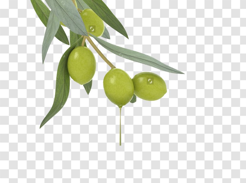 Lotion Cosmetics Olive Oil Skin Care - Shampoo - Olives Transparent PNG