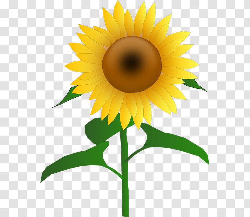 Common Sunflower Clip Art - Plant Stem - Kwiatysloneczniki Transparent PNG