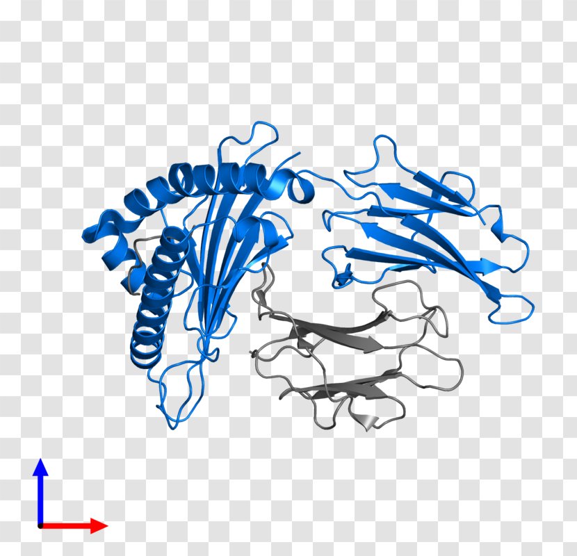 Drawing Clip Art - Area - Human Leukocyte Antigen Transparent PNG