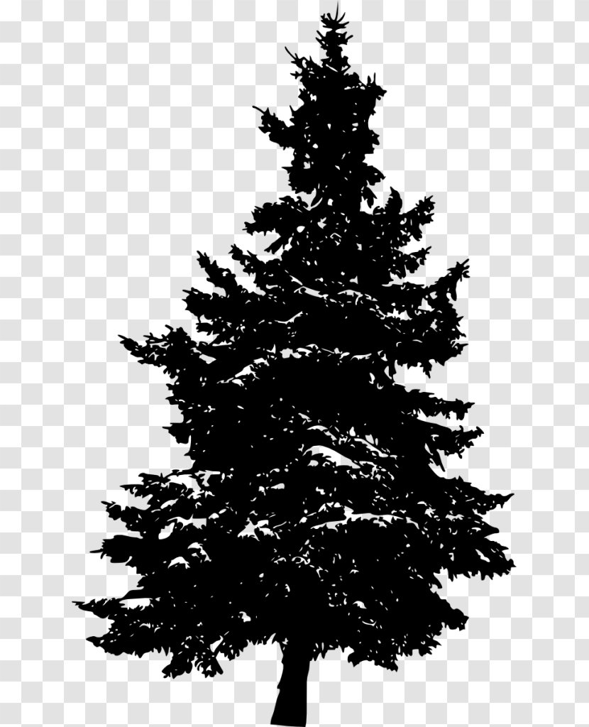 Pine Silhouette Fir Tree - Stock Photography Transparent PNG