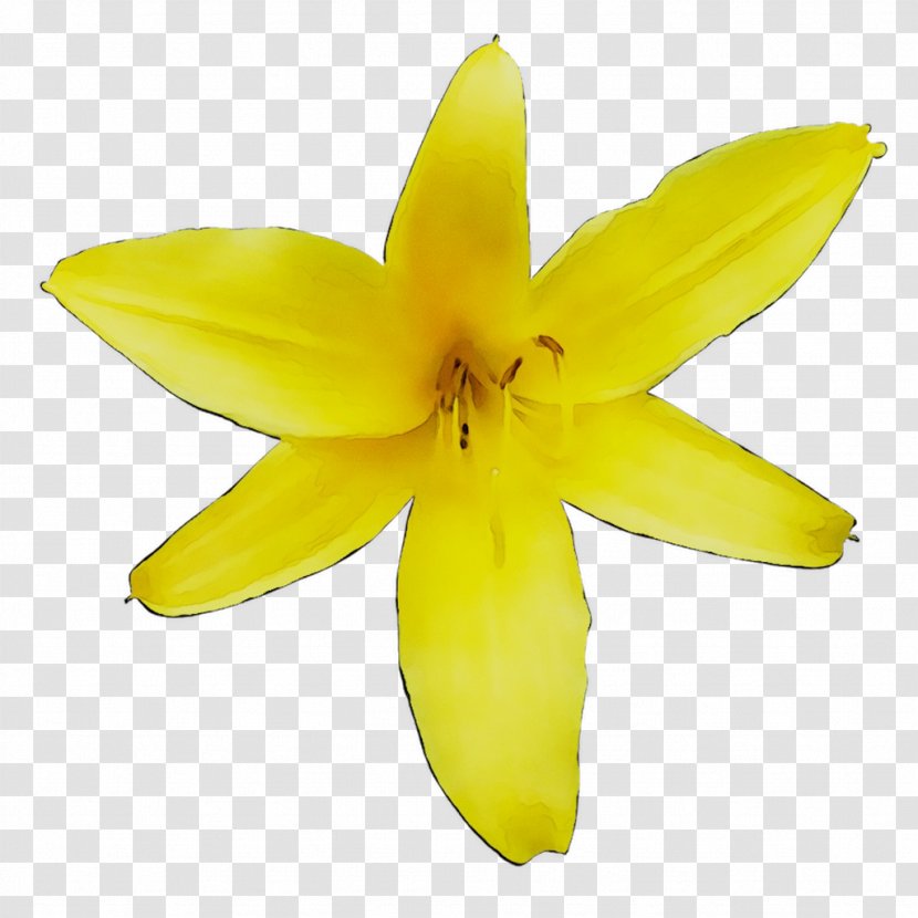 Flowering Plant Fruit Plants - Flower Transparent PNG