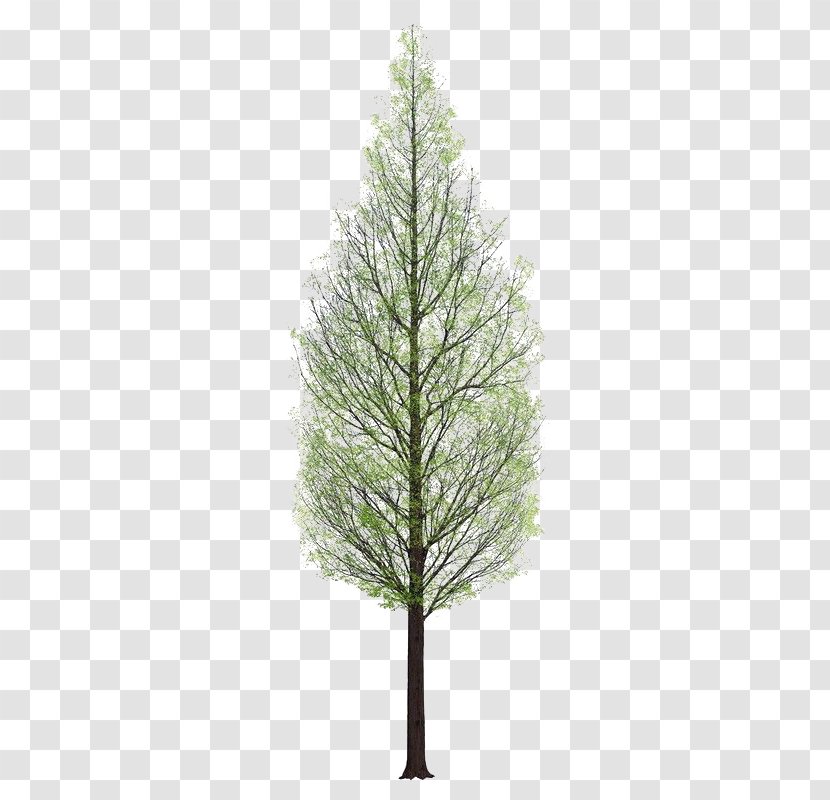 Tree 3D Rendering - Pine - Plant Transparent PNG