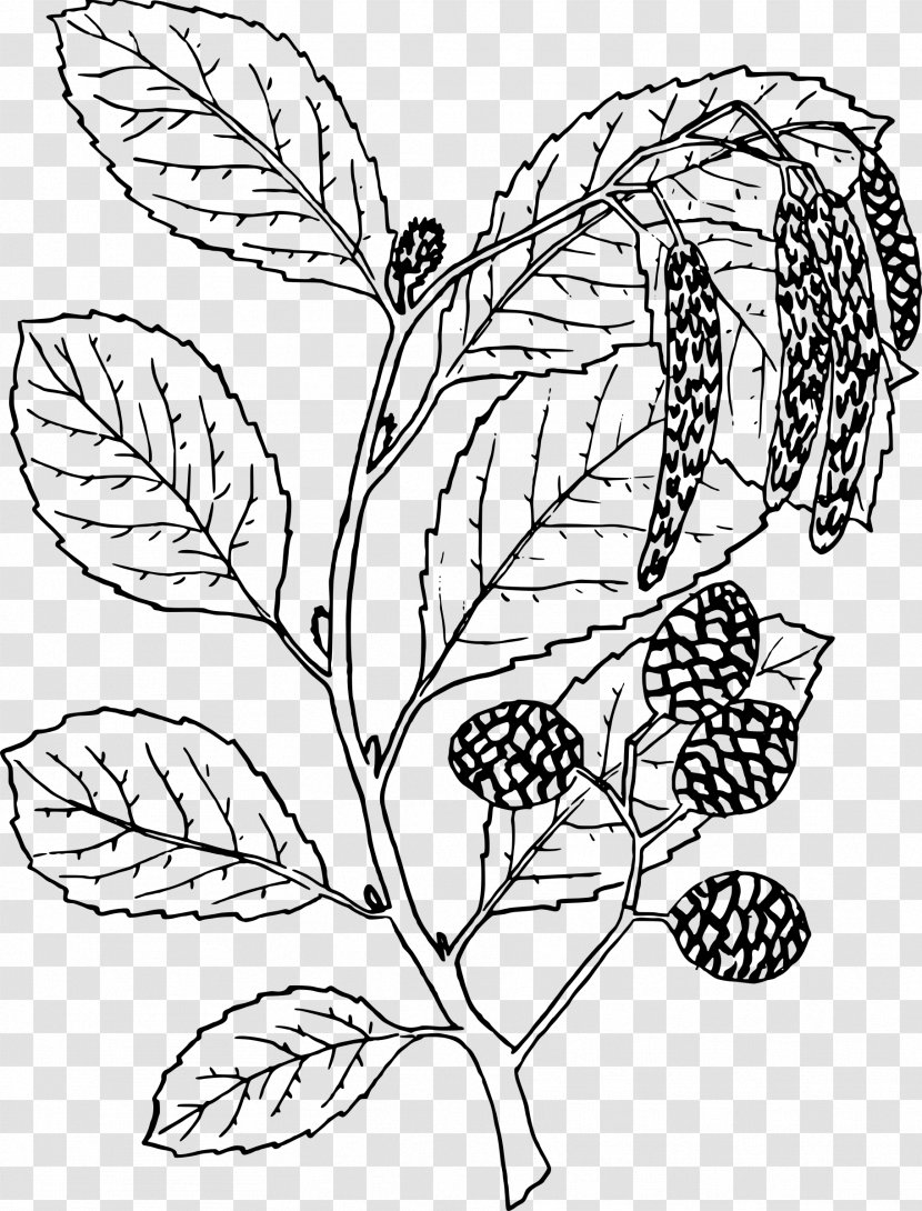 Alder Alnus Oblongifolia Ausmalbild Tree - Flora - Leaf Outline Transparent PNG