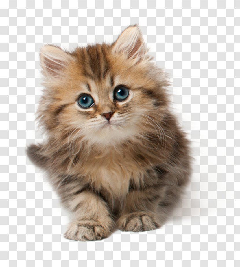 Kitten Tonkinese Cat Bengal Persian Norwegian Forest - Domestic Short Haired Transparent PNG