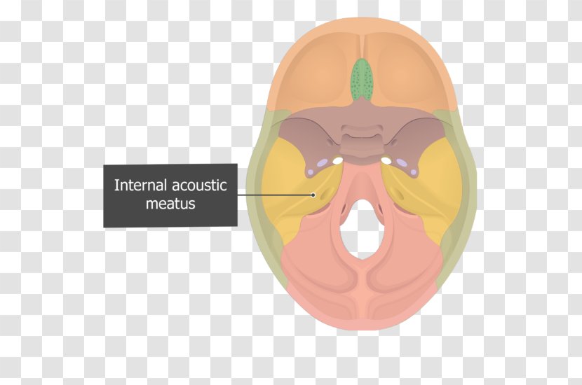 Internal Auditory Meatus Petrous Part Of The Temporal Bone Squamous Ear Canal - Nose Transparent PNG