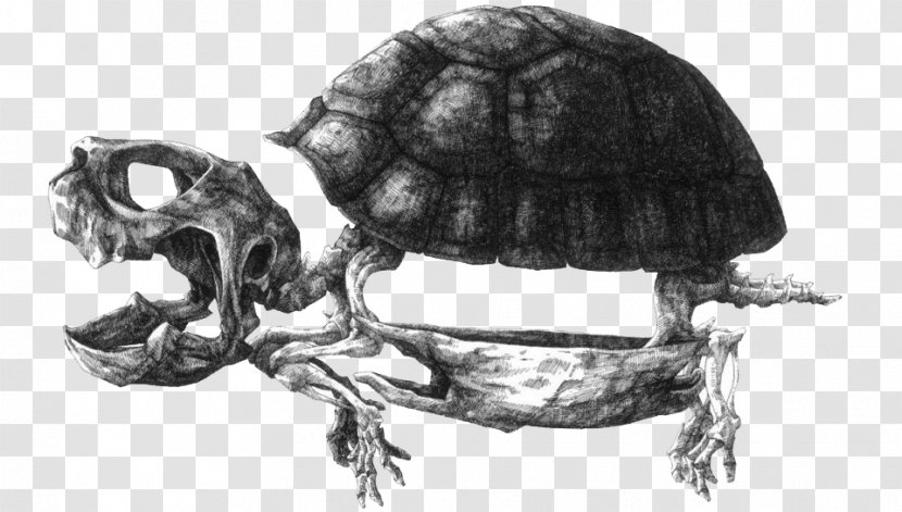 Paper Drawing Artist Illustration - Fauna - Black And White Dry Turtle Shells Transparent PNG