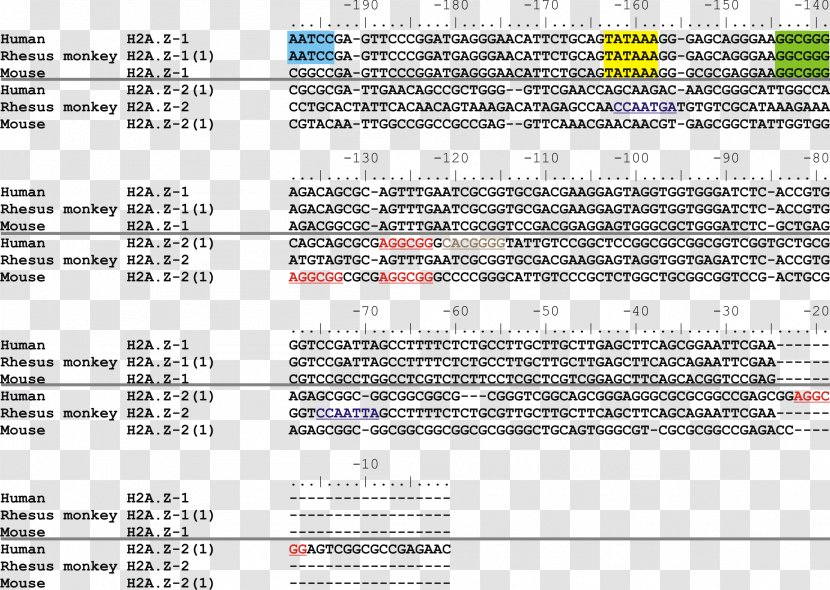 Histone H2A H2AFZ Nucleic Acid Sequence TATA Box - Text - Chromatogram Transparent PNG