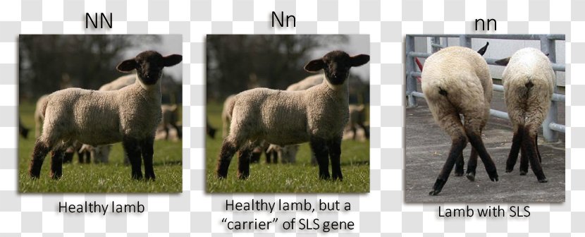 Suffolk Sheep Spider Lamb Syndrome Mustang Disease Selective Breeding - Livestock Transparent PNG
