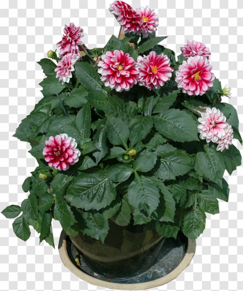 Flowerpot Garden Furniture Houseplant - Pot Plant Transparent PNG