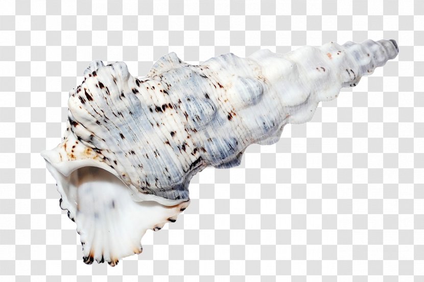 Seashell Shell Beach Sea Snail Transparent PNG