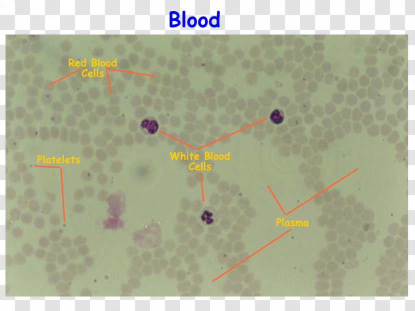 Blood Film Red Cell White - Plasma - Cells Transparent PNG