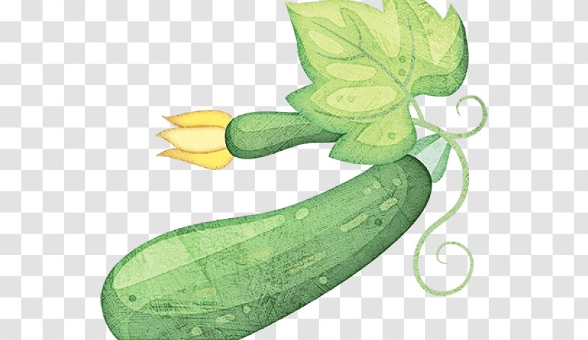 Leaf Plant Vegetable Legume Zucchini - Luffa Cucumber Transparent PNG