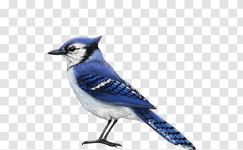 All About Birds Blue Jay Wall Decal - Fauna - Jays Transparent PNG