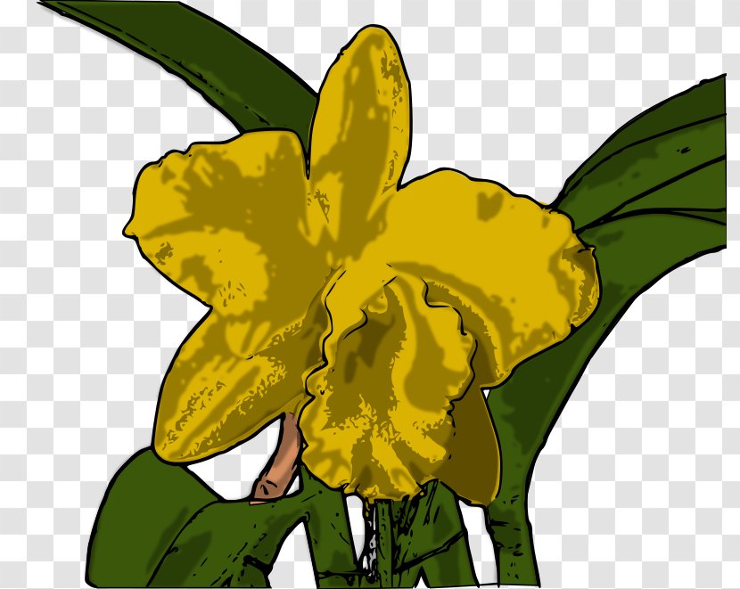 Yellow Cattleya Orchids Clip Art - Petal - Flower Transparent PNG