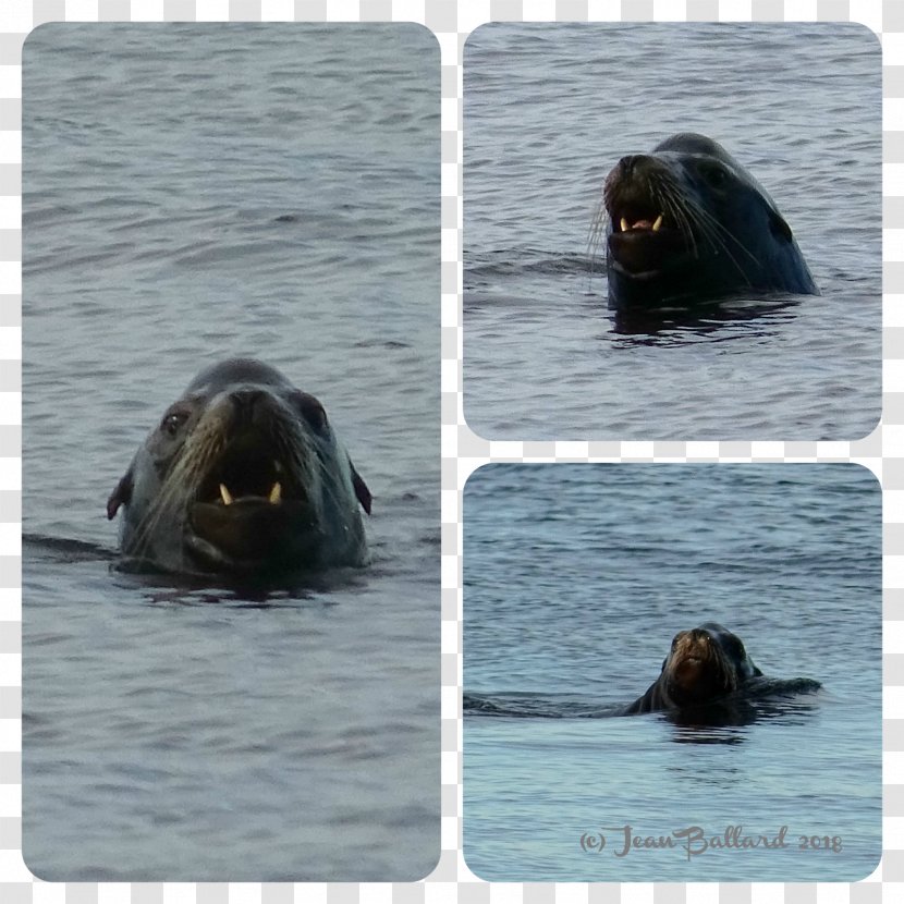 Walrus Fauna Snout Transparent PNG