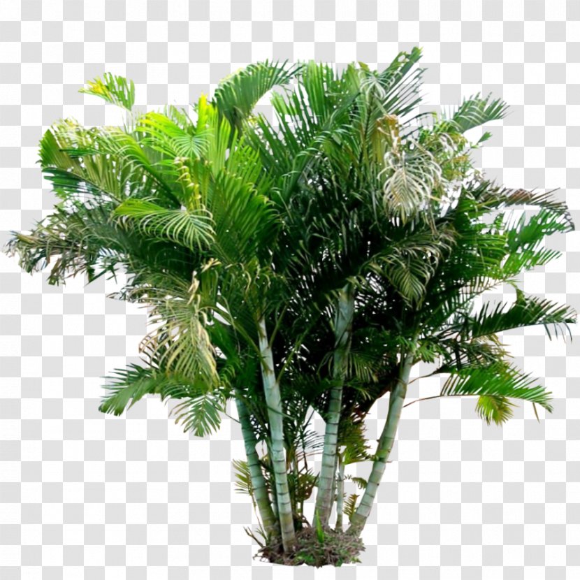 Arecaceae Areca Palm Holsteiner Blut Plant - Garden Rhubarb Transparent PNG