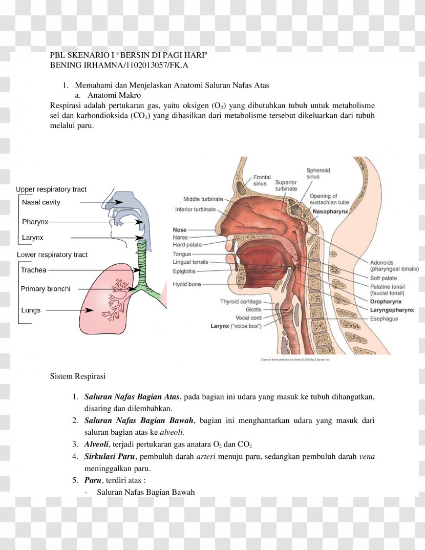 Upper Respiratory Tract Infection System Anatomy - Cartoon - Flower Transparent PNG