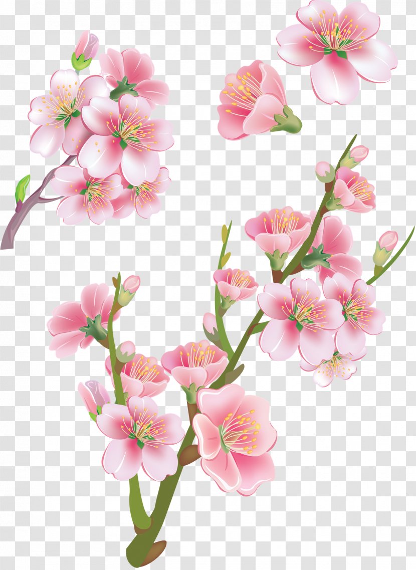Cherry Blossom Vector Graphics Stock Photography Illustration Royalty-free - Flower - Ebay Download Transparent PNG