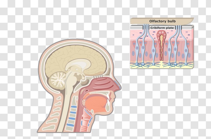 Larynx Anatomy Adam's Apple Pharynx Respiratory System - Heart - Nose Transparent PNG