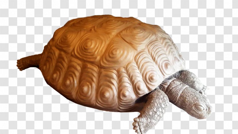 Box Turtle Reptile Tortoise Sea - Animal - Tortoide Transparent PNG