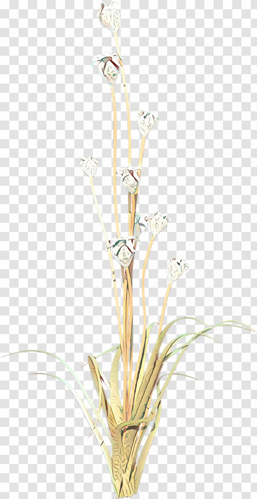 Flowers Background - Alismatales - Iris Cut Transparent PNG