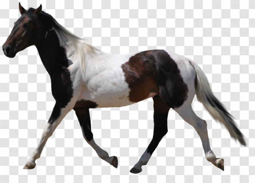 American Paint Horse Desktop Wallpaper Clip Art - Mustang - Supplies Transparent PNG