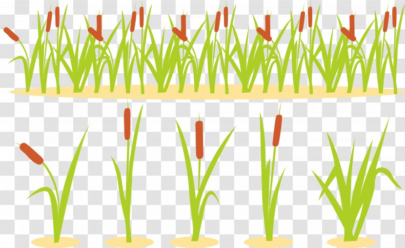 Euclidean Vector U09adu09c7u0995u09cdu099fu09b0 Illustration - Free Reed Aerophone - Grass Transparent PNG